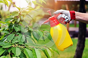 Gardener spraying cherry tree against pests and diseases