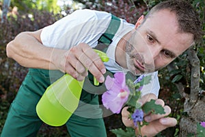 gardener spraying holyhock flower in garden