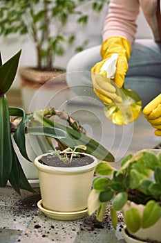 Gardener spraying plants` leaves