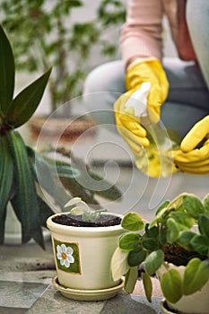 Gardener spraying plants` leaves