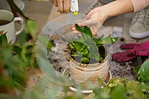 Gardener spraying plants` leaves