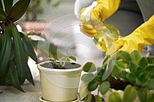 Gardener spraying plants` leaves