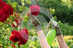 Gardener spraying roses using spray bottle. Treatment of affected roses from a spray bottle. Care of garden plants