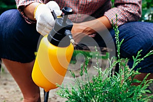 Gardener spraying thuja tree using garden spray bottle. Pest protection and conifer tree care