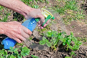 Gardener is spraying young green strawberry bushes by Bordo Mix - blue liquid made of copper sulphate