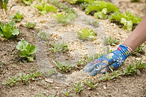 Gardener spreading a straw mulch around plants