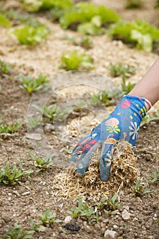 Gardener spreading a straw mulch around plants