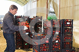 Gardener stacking boxes with red tomatoes in greenhouse