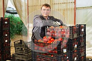 Gardener stacking boxes with red tomatoes in greenhouse