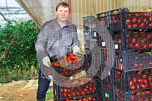 Gardener stacking boxes with red tomatoes in greenhouse