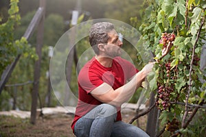 Gardener on summer grapes harvest. Vinedresser cutting grapes bunch. male vineyard owner. Man harvester cutting grapes