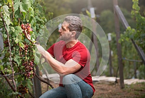 Gardener on summer grapes harvest. Vinedresser cutting grapes bunch. male vineyard owner. Man harvester cutting grapes