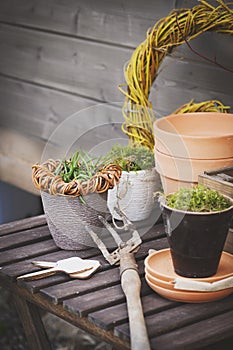 Gardener table in early spring. Potted flowers with fresh sprouts,