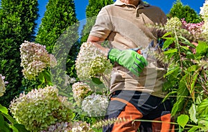 Gardener Taking Care of Hortensia Flowers