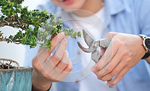 Gardener taking care of plant, trimming bonsai tree with pruning shears