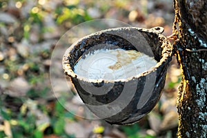 Gardener tapping latex rubber tree. Rubber Latex extracted from rubber tree