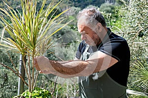 Gardener tends the yucca palm at flower shop counter outdoors or home garden.Indoor garden.Greenery.Flowers delivery