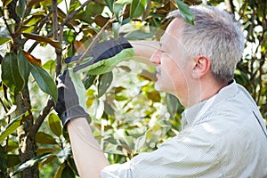 Gardener thinking to prune a tree