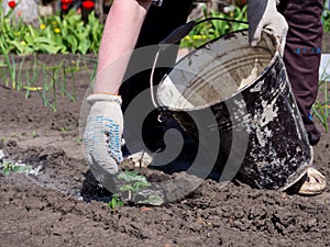 Gardener throws on the plant shoots of wood ash from a bucket