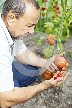 Gardener with Tomatoes