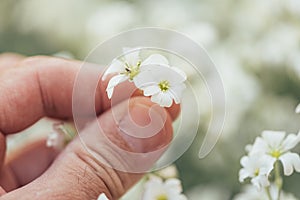 Gardener touching Cerastium tomentosum snow-in-summer herbaceous flowering plant