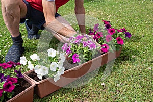 gardener transplants seedlings of petunias in a hanging pot to the window