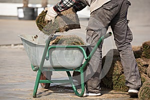 The gardener is transporting a roll of grass in the wheelbarrow for lawn landscaping