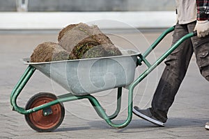 The gardener is transporting a roll of grass in the wheelbarrow for lawn landscaping