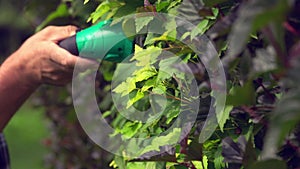 Gardener trimming bush leaves and branches with electric trimmer in summer garden.