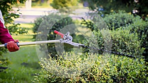 Gardener trimming green bush with trimmer machine