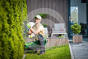 Gardener Trimming Green Thuja Wall Using Hedge Trimmer