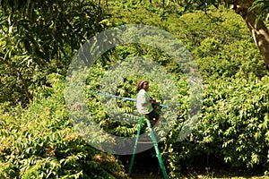 A gardener trimming a hedge in the caribbean