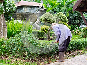 Gardener is trimming a hedge. Cutting the hedge with garden shears