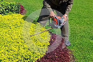 Gardener trimming shrub with Hedge Trimmer photo