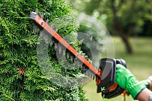 Gardener trimming thuja shrub by electric hedge trimmer