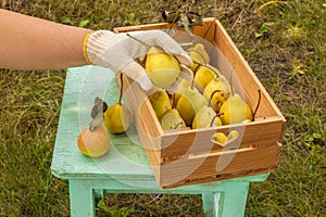 Gardener (unrecognizable) harvests pears