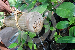 Gardener use the nature bamboo can to watering in the garden