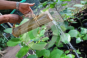 Gardener use the nature bamboo can to watering in the garden