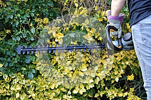 A Gardener Using A Hedge Trimmer