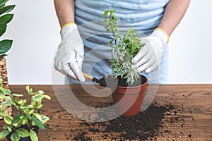 Gardener using shovel, holding in hands small plant, standing near wooden table