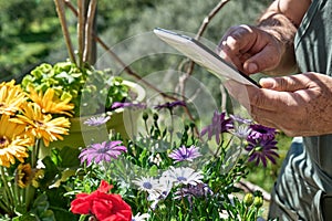 Gardener is using tablet to take the order at flower shop counter outdoors. Flowers delivery, gardening.