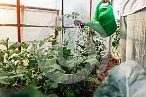 Gardener watering aubergine plants using watering can in greenhouse. Taking care of eggplant seedlings. Farming