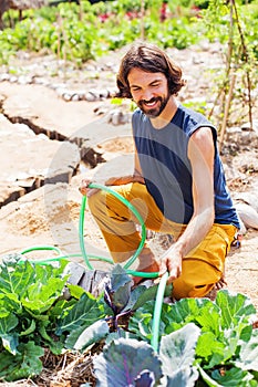 Gardener watering cabbage