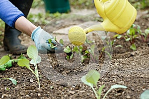 Gardener watering and fertilising freshly planted seedlings
