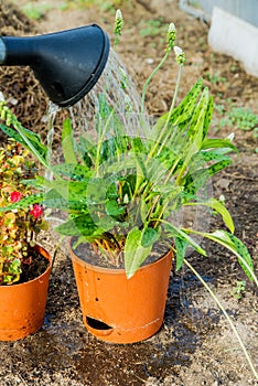 Gardener watering the flowers in garden