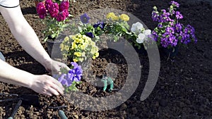 Gardener watering flowers in the garden