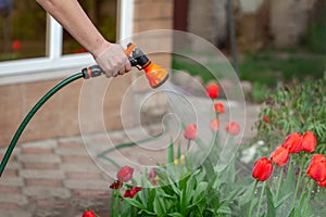Gardener watering flowers with hose in the garden. Sparkling water spraying out of sprinkler on the red tulips.