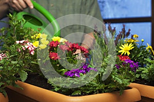 Gardener watering flowers in plant pots in a greenhouse