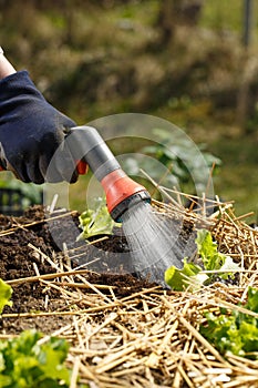 Gardener watering freshly planted seedlings in garden bed for growth boost with shower watering gun