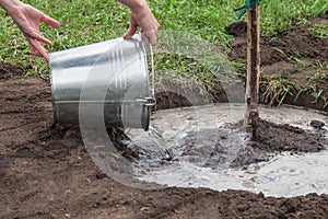 Gardener watering fruit tree seedlings